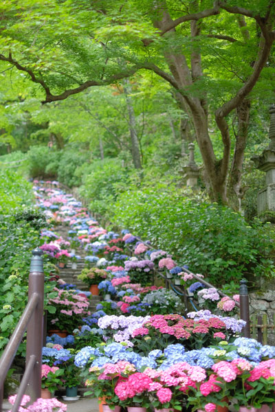 長谷寺のあじさいの画像