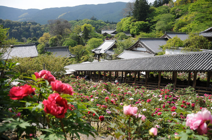 長谷寺の牡丹の画像