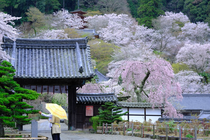 桜と長谷寺の画像