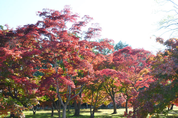 後楽園の紅葉