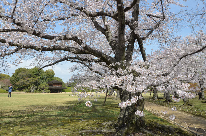 後楽園のサクラ