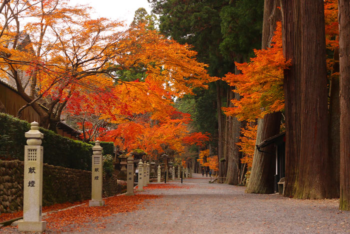 紅葉の写真