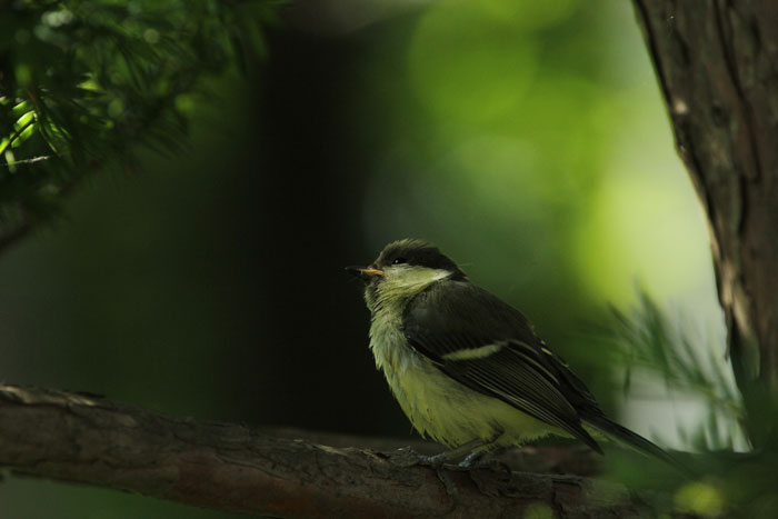 野鳥の写真